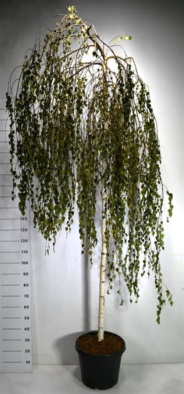 Betula p. 'Youngii' - 200 CM Stem C30
